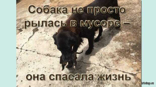 Собака не просто рылась в мусоре – она спасала жизнь