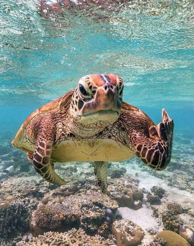Черепаха показала дайверу неприличный жест! Большой Барьерный риф, австралия, забавно, комбинация из пальцев, морская черепаха, неприличное поведение, смешно, фотограф