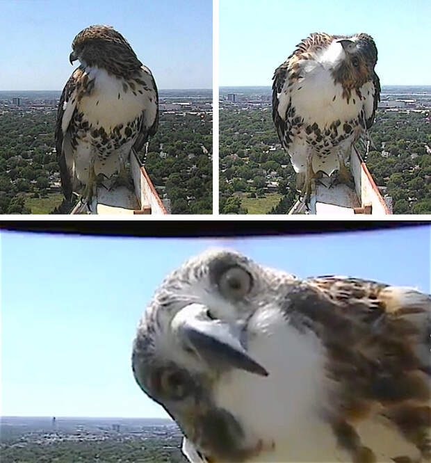 hawk00