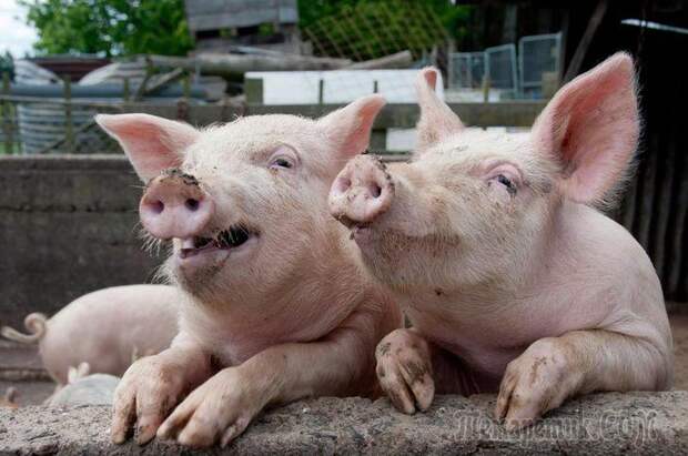 самые умные животные в мире топ 10 - свиньи