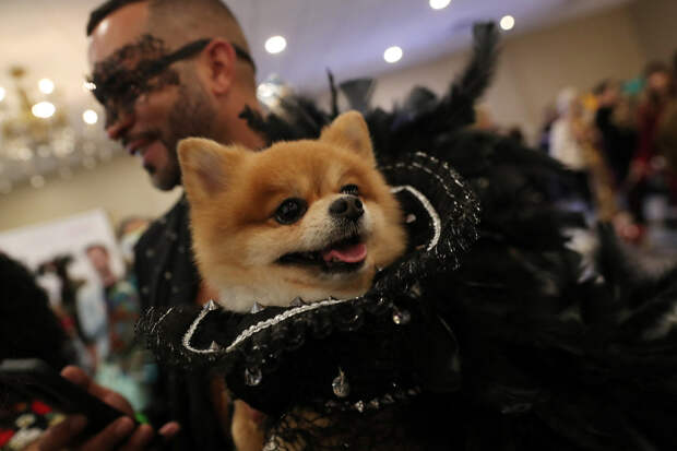 New York Pet Fashion Show