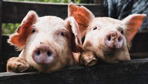 Huawei запустил проект по выращиванию свиней с использованием ИИ