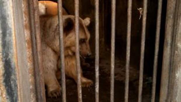 bears-saved-armenian-factory3