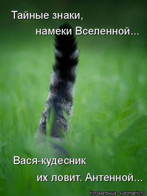 1474017328_kotomatricy-14
