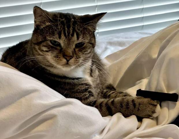 Коту понравился пистолет, напечатанный хозяином