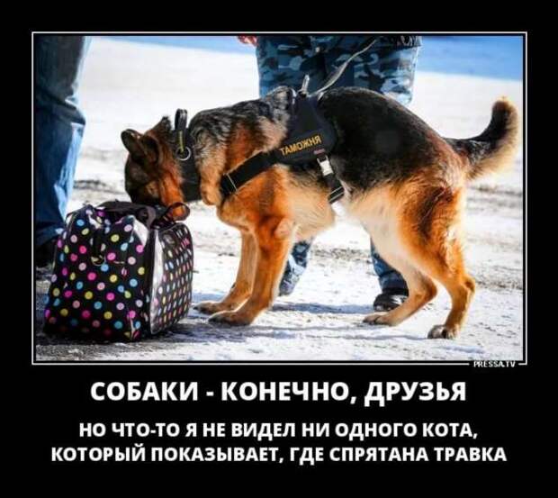 Прикольные демотиваторы с надписями. Подборка chert-poberi-dem-chert-poberi-dem-14080424072020-2 картинка chert-poberi-dem-14080424072020-2