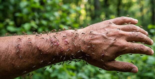 Весна‑2026: почему комаров и клещей может стать больше обычного