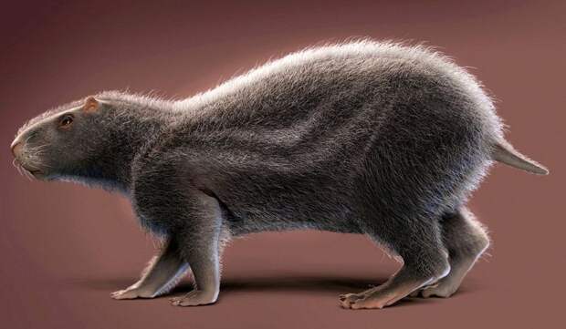 Останки 80-килограммовой древней крысы найдены в Амазонии