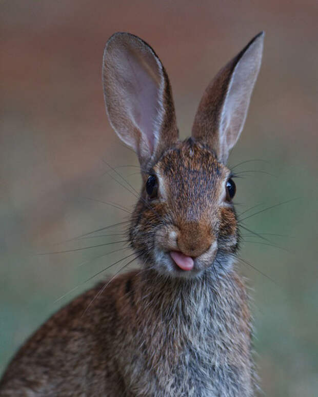 Мимишный пост.  19 кроликов, показывающих язычок
