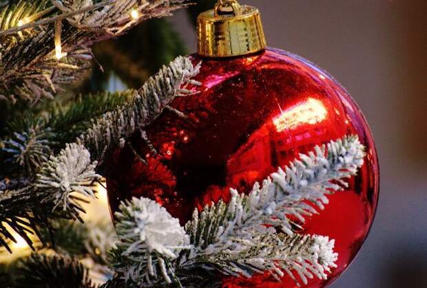 На Кубани открыты более 250 елочных базаров: цены и адреса по Краснодару