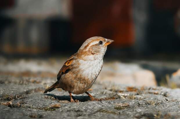 pexels-hobiphotography-26146666