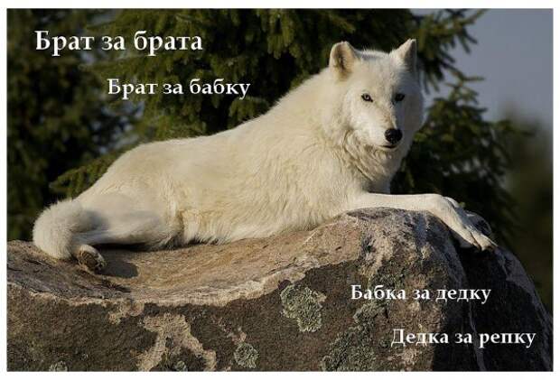 Нестандартный юмор :)