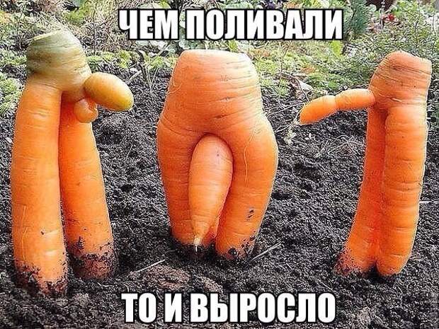 Картинки с надписями Картинки с надписями мем, прикол, юмор