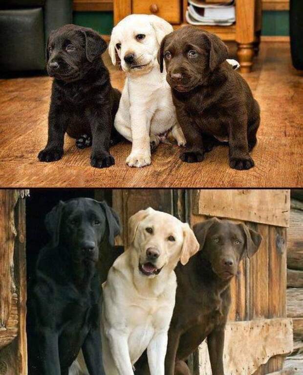 трое щенков выросли