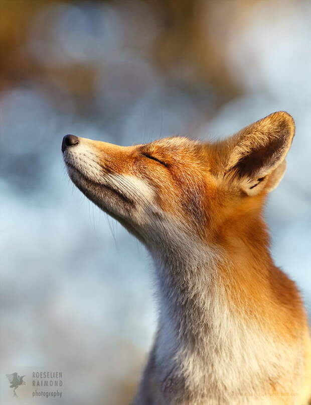 Дикие лисы в фотографиях Roeselien Raimond