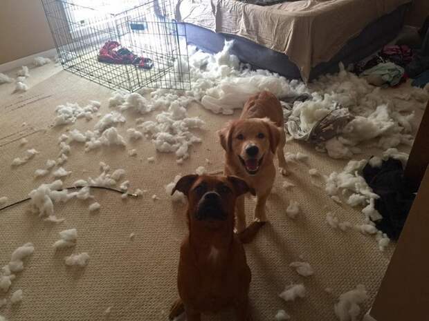 kartinok-veselyh-interesnyh-kartinki-smeshnye-kartinki-fotoprikoly kartinok-veselyh-interesnyh-kartinki-smeshnye-kartinki-fotoprikoly