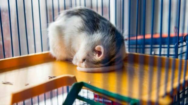 Любопытные факты про то, как спят разные животные