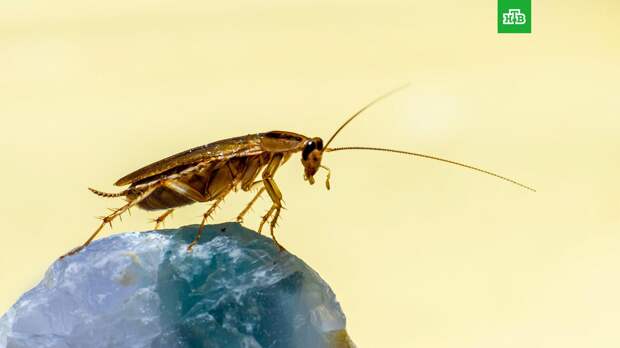 Названы самые «зараженные» тараканами районы Москвы