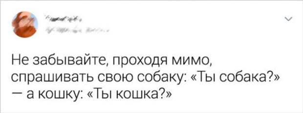16 ситуаций, которые поймут все владельцы животных