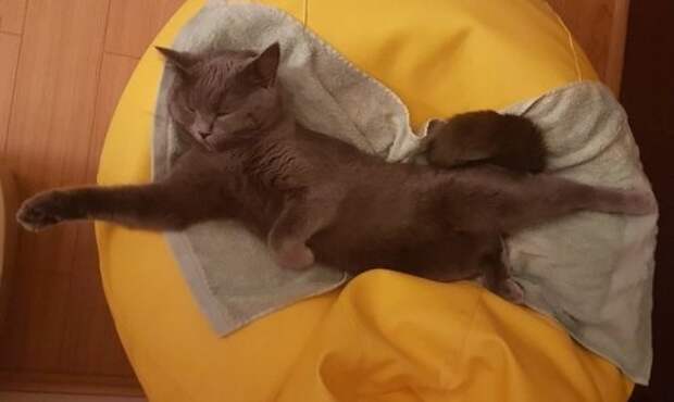 Кошки заснувшие в самых невообразимых позах