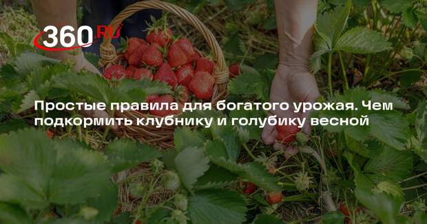 Садовод Туманов: голубике нужны чуть кислые почвы, а клубнике — нейтральные