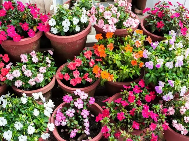 Что можно выращивать на северном балконе – лучшие теневыносливые растения