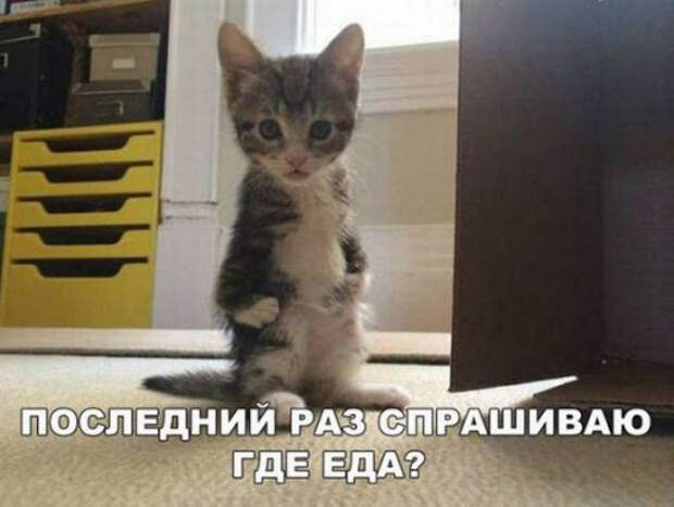 Самые смешные прикольные картинки с ржачными надписями и без