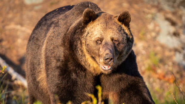 Зоолог Наконечный объяснил рост числа случаев захода медведей в города ХМАО