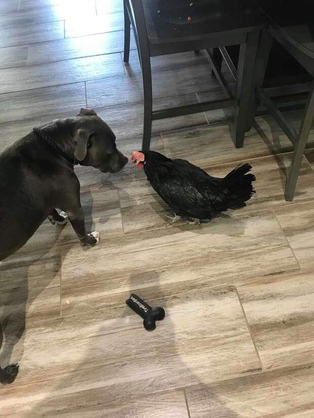 Питбуль всегда приносит своей слепой сестре-курице ее любимые игрушки