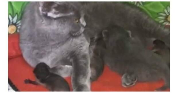 Кошка стала мамой для трех новорожденных енотов ynews, Приморье, владивосток, енот, зоопарк, роды