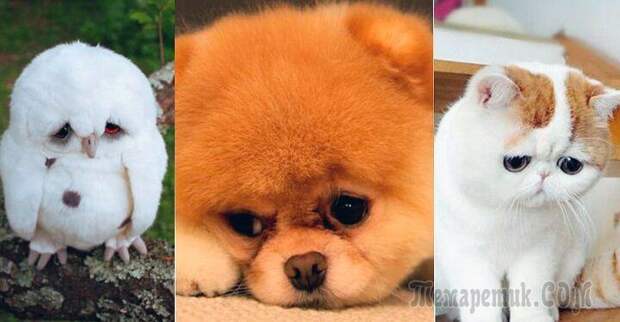 Кто же их так обидел: 35 милейших обижулек