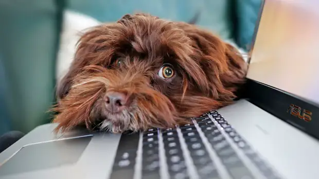 Ретейлеры выяснили, сколько россиян завели домашних питомцев во время пандемии