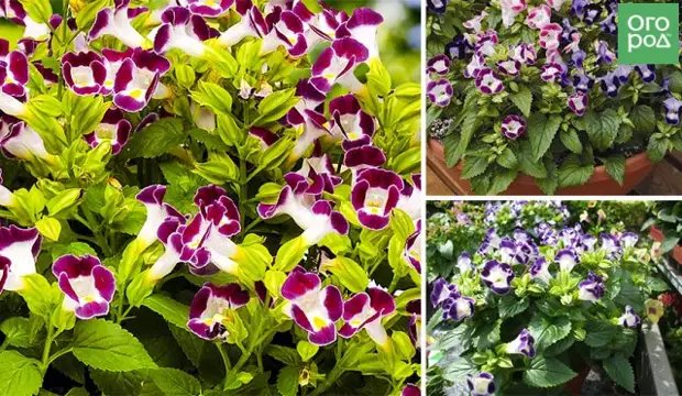 Что можно выращивать на северном балконе – лучшие теневыносливые растения