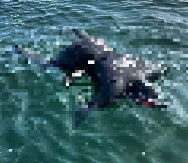 Тело молодого дайвера обнаружили на острове Русском