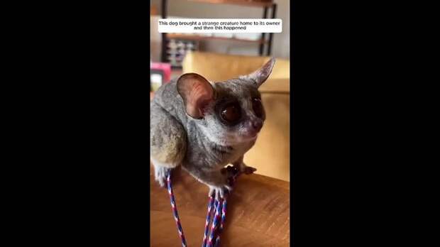 Собака откуда-то принесла маленькое существо.