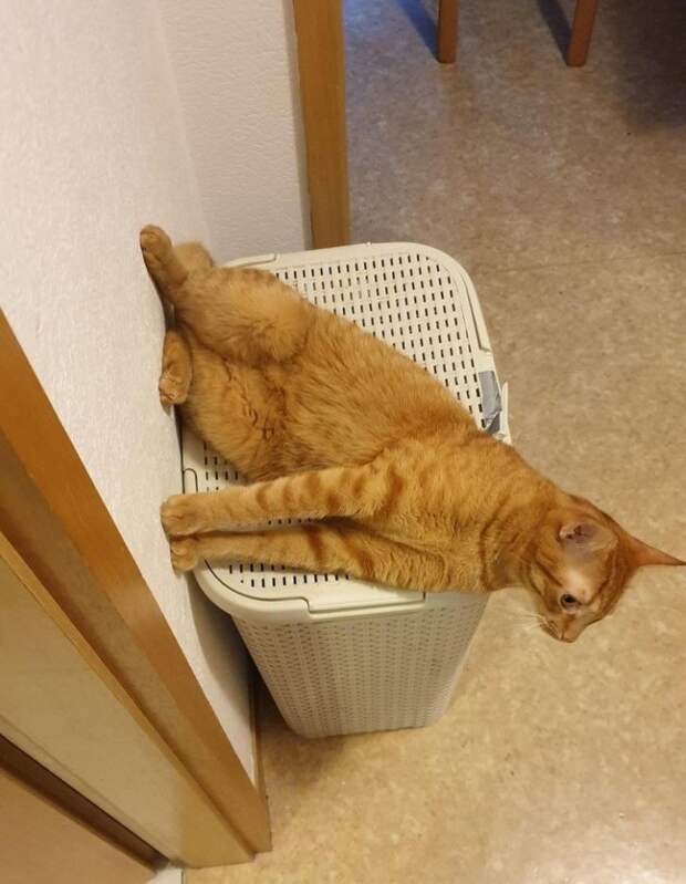Снимки котов, которые бросили вызов законам физики