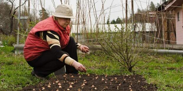 Старт сезона в январе: депутат советует, какие культуры посеять на рассаду прямо сейчас