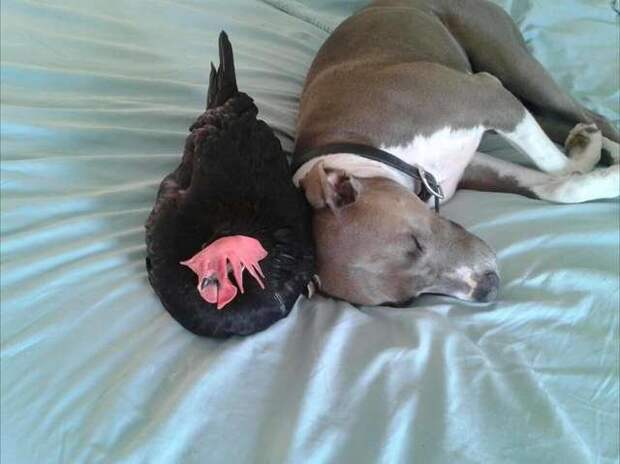 Питбуль всегда приносит своей слепой сестре-курице ее любимые игрушки