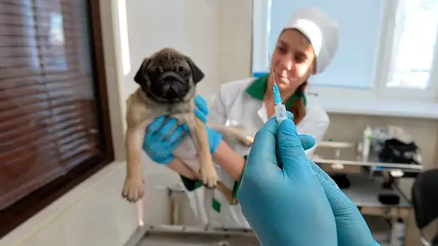 Кинолог Голубев рассказал об ошибках в лечении собак