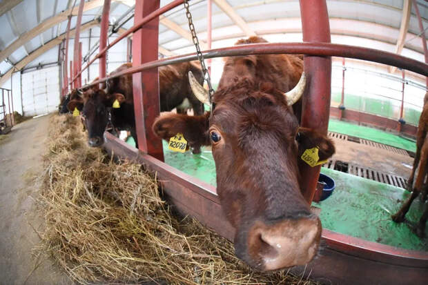 Стала известна причина массового забоя скота в Новосибирской области. Теперь официально