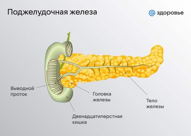 Где находится поджелудочная железа у человека: особенности расположения и строения