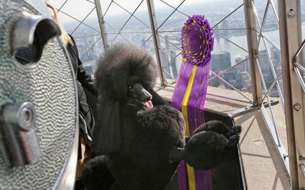 kartinok-veselyh-interesnyh-kartinki-smeshnye-kartinki-fotoprikoly kartinok-veselyh-interesnyh-kartinki-smeshnye-kartinki-fotoprikoly