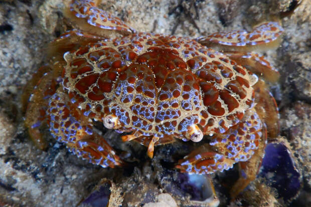 Блогерша съела самого ядовитого краба в стране ради видео и попала в реанимацию