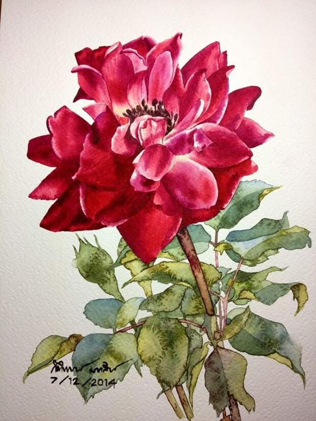 Rose painting: