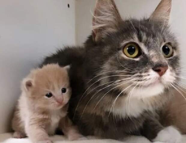 Кошка лежит возле котенка Кошка с котенком