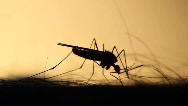 Ученые компании Molecular Attraction создали вещество на основе свеклы для обмана комаров