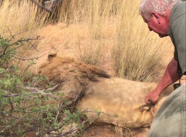 Операция «Симба»: миллиардер лорд Эшкрофт раскрыл схему варварской охоты на львов в ЮАР