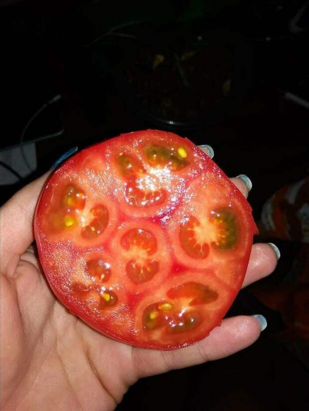 Помидорки внутри помидорки подборка, прикол, теперь вы видели больше, удивительное, юмор