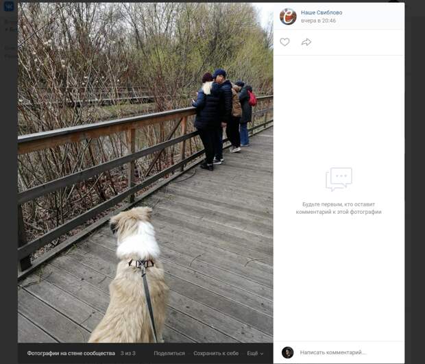 Фото дня: бобёр в Свиблове собрал вокруг себя толпу зрителей