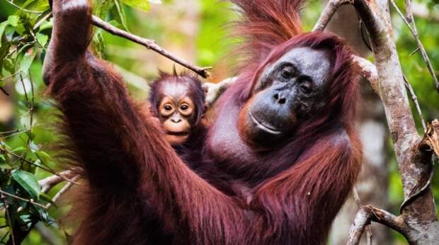 Малайзия решила ввести “дипломатию орангутанов” и дарить приматов партнерам